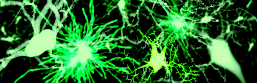 Illustration of astrocyte cells in the brain with long tendrils, shown in bright green against a black background.