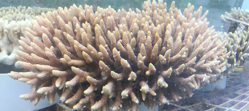 Photo of coral with finger-shaped appendages.