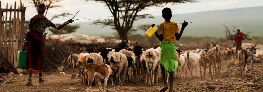 Young boy helping a parent to herd goats on a dusty road in Africa.