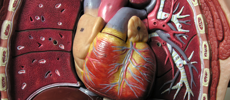 Photo of a plastic anatomical model showing its heart.