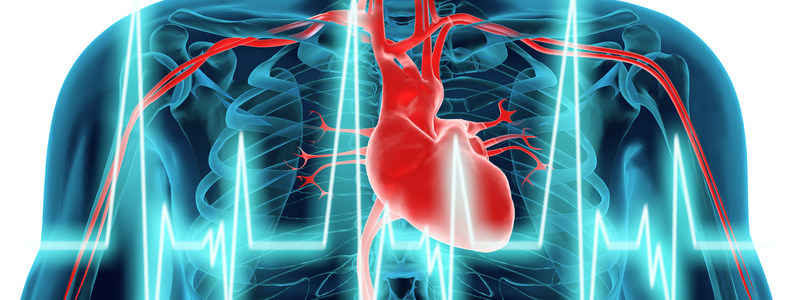 Graphic illustration showing a cross-section of a human body, with a heart lit in red and a blue line of a heartbeat across.