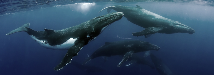 Three humpback whales swimming just under the surface of the water.