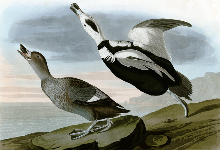 Painting of extinct Labrador duck.