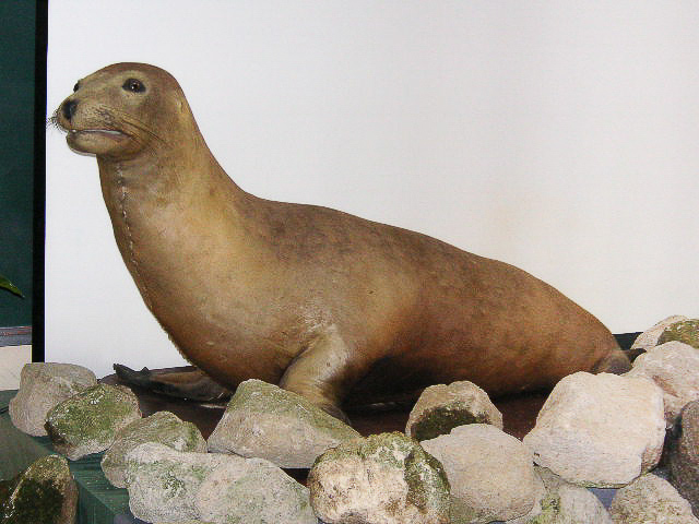 Photo of taxidermied Japanese sea lion.