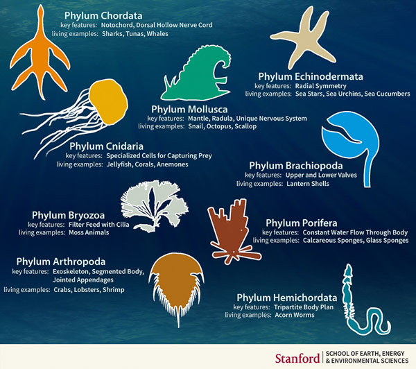 Infographic of marine phyla.