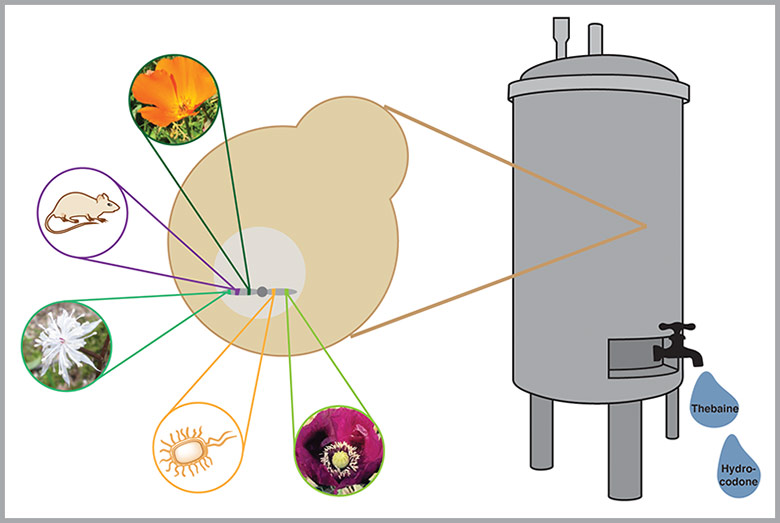 Graphic of microbial assembly lines.
