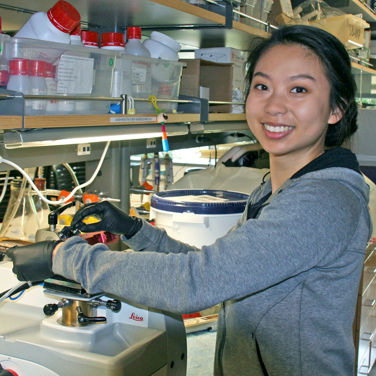 Photo of USRP student Alice Wang in the laboratory, putting samples into a centrifuge.