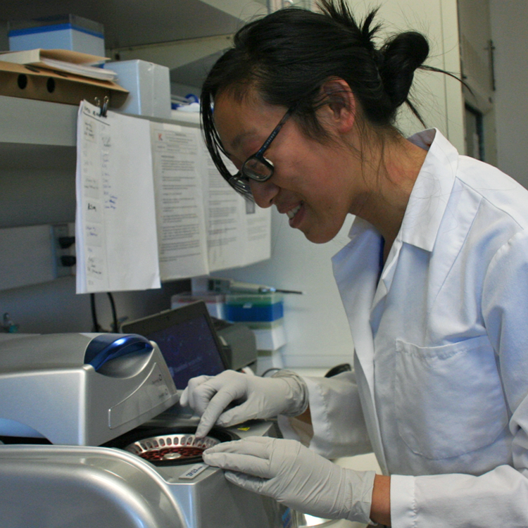 Photo of USRP student Annie Hu in the lab, putting samples into a centrifuge.