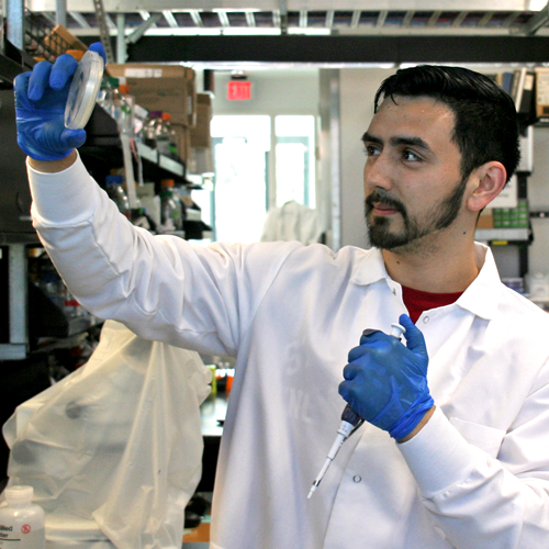 Photo of undergraduate student Anthony Flores in the lab, with a pipette in one hand and a petri dish in the other, looking up at the contents of the dish.