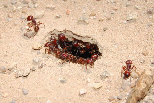 Photo of harvester ant foragers waiting inside the nest.