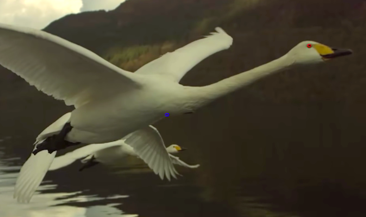 Screenshot of video showing swan flight in slow motion.