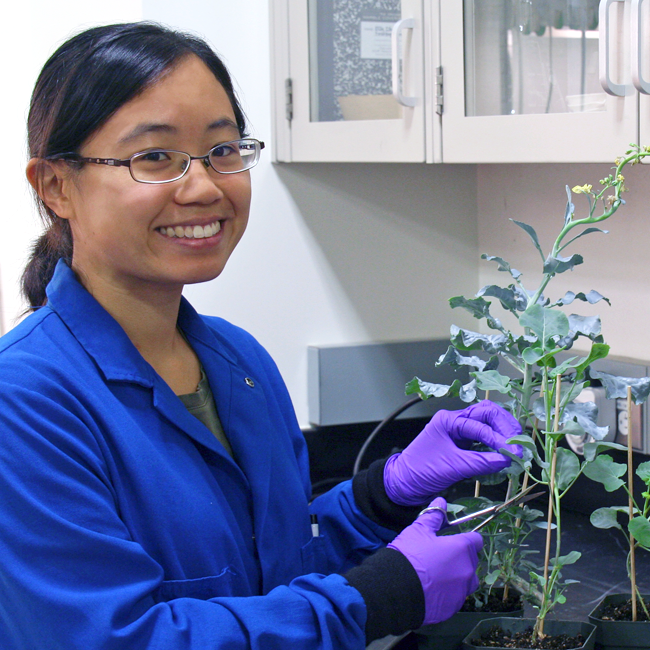 Photo of graduate student Catherine Liou in the lab, examining leaves on a plant.