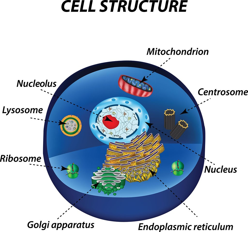 Diagram of cell structure pointing out cell nucleus, lysosome, ribosome, golgi apparatus, mitochondrion, centrosome, nucleus, and endoplasmic reticulum.