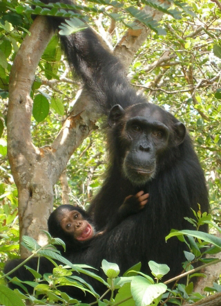 Photo of two chimps.