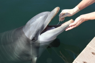 Photo of Navy trainer swabbing dolphin's mouth.