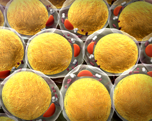 Graphic image of fat cells.