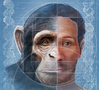 © Mesa Schumacher, graphic image of human and chimpanzee facial structure.