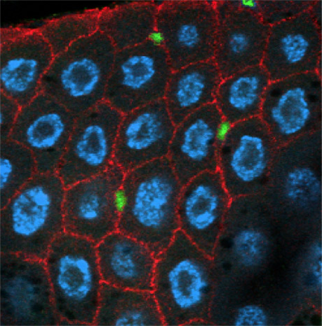 Image of fly intestine cells.