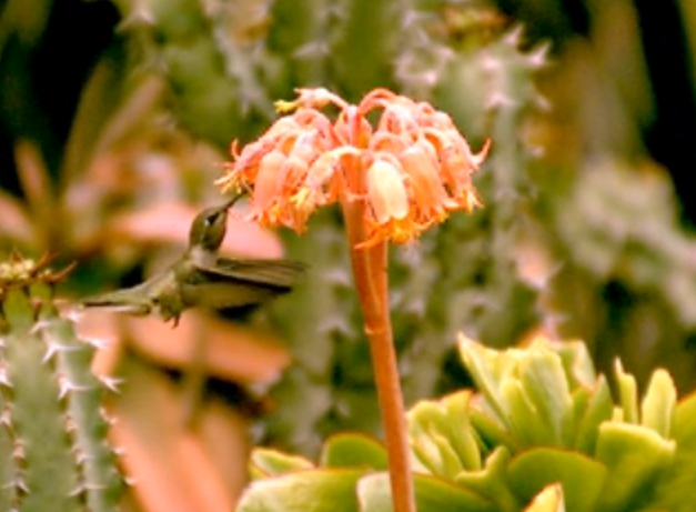 Screenshot photo of humming bird at a flower.