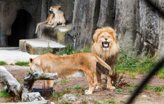 Photo of lions at the San Francisco Zoo.