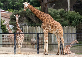 Photo of giraffes at the San Francisco Zoo.