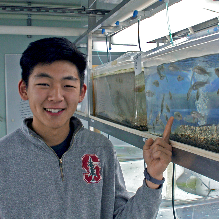 Photo of USRP student Kevin Tien in the laboratory, indicating several small silver fish in a large tank.