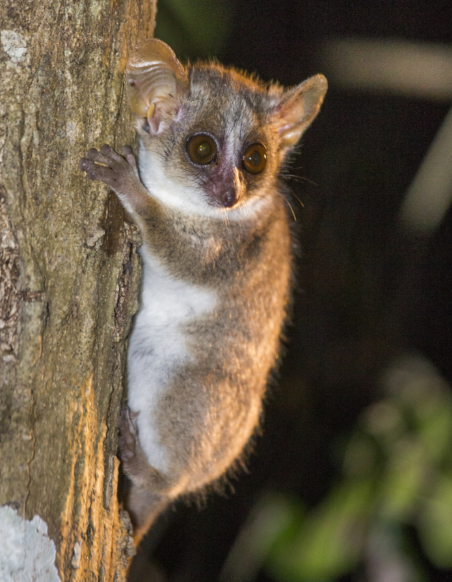 Photo of a mouse lemur clinging to a tree at night.