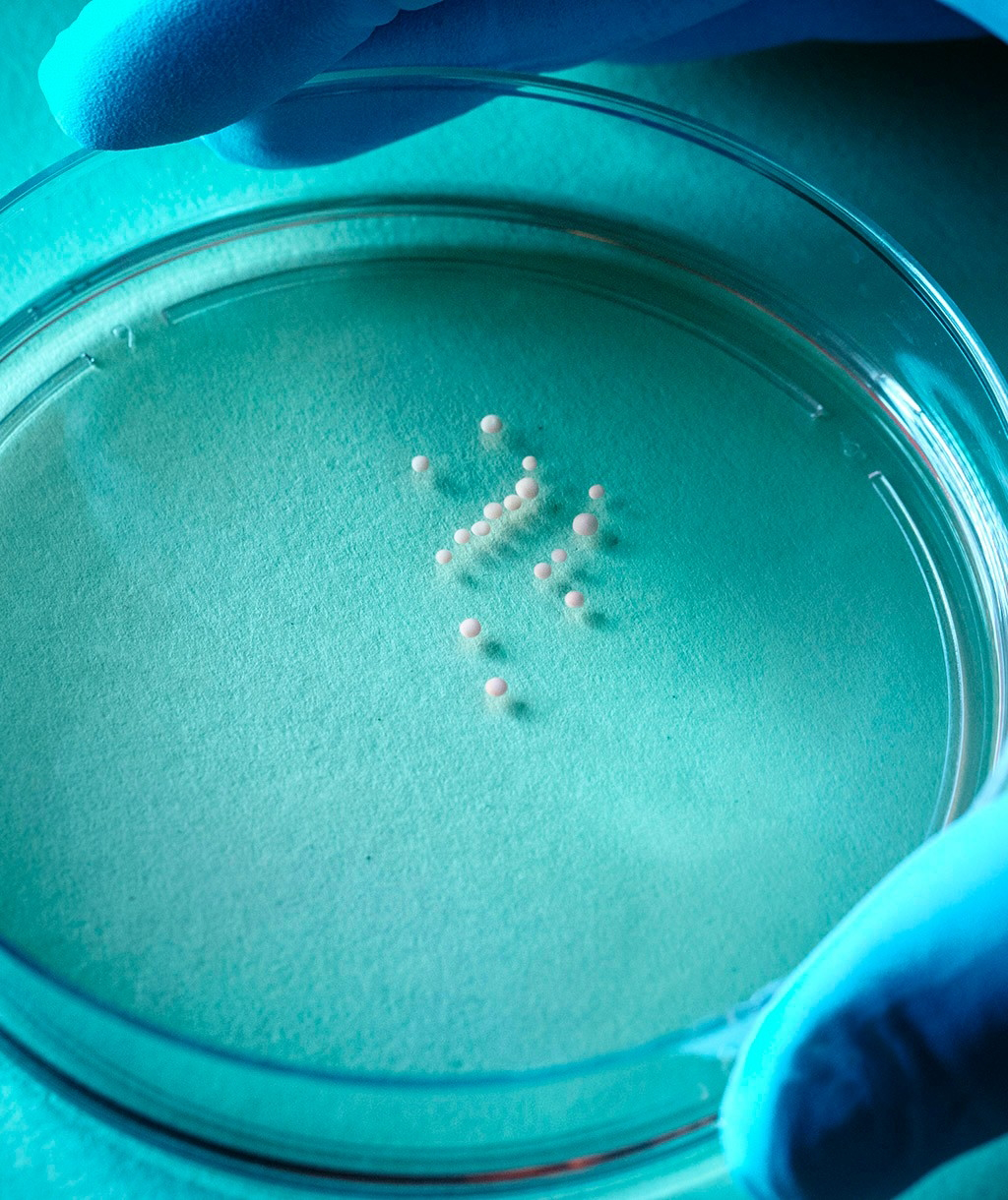 Photo of a person wearing gloves holding a petri dish in which there are several tiny white spheres.