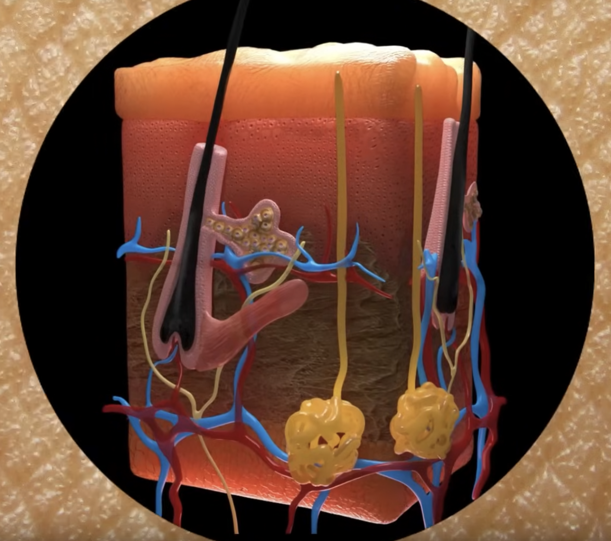 Screenshot from video: graphic cross-section of skin superimposed over image of skin.