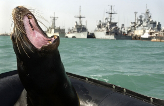 Photo of sea lion.