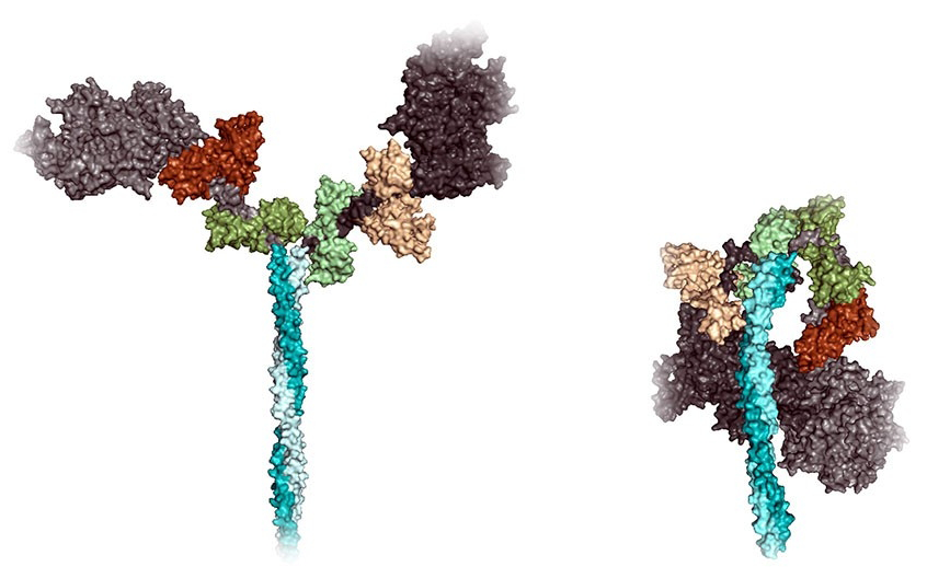 Colorful graphic image of myosin molecule, showing it in Y-shaped "open" position and doubled-over "folded" position, related to Professor James Spudich's research
