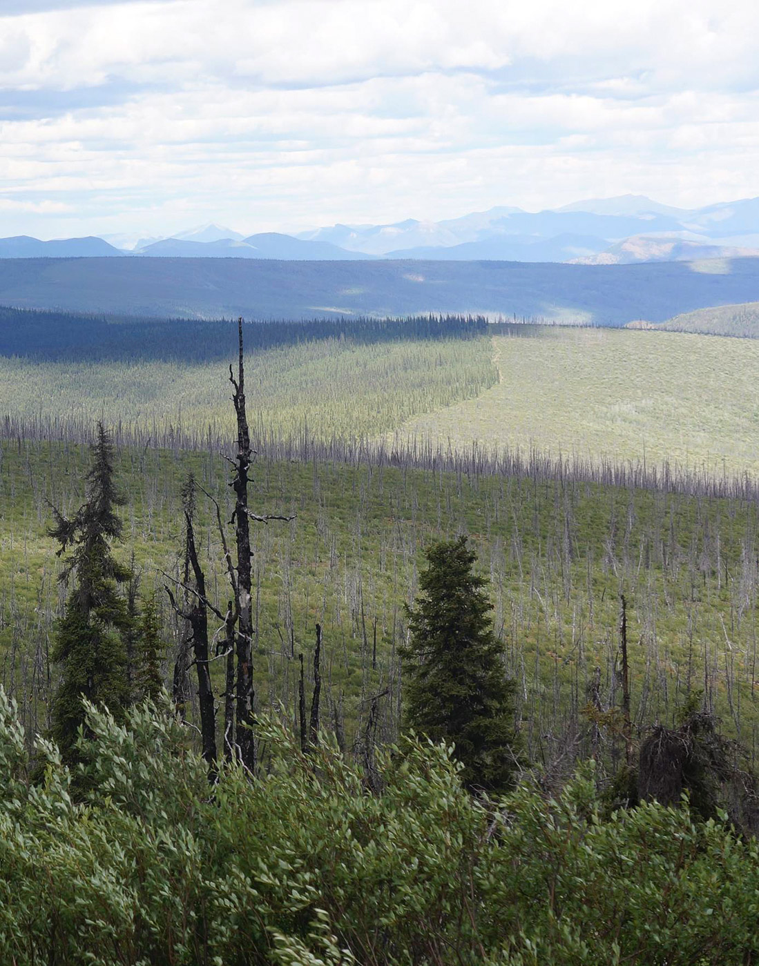 Photo of Alaska’s Tetlin Wildlife Refuge, showing dead trees and wide-open field as a result of logging.