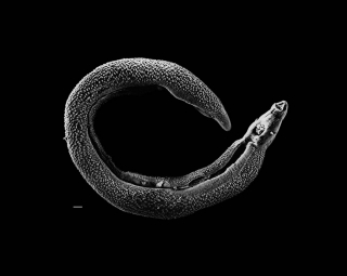 Photo of Schistosoma worm.
