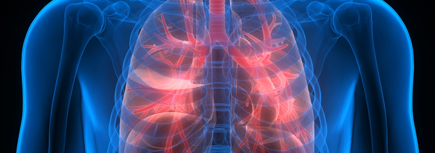 Graphic anatomical image showing lungs lit up in red.