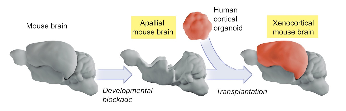 Diagram showing addition of cortical organoids to create xenocortical mouse brain.