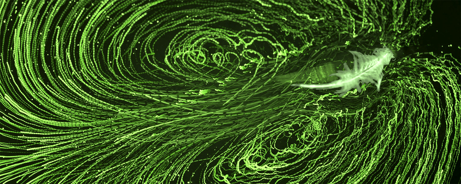 Photo showing lines of trajectory and turbulence behind and around a tiny shrimp, all lit up in green.