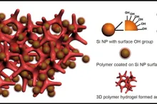 Photo courtesy of Yi Cui: An illustration of a new battery electrode made from a composite of hydrogel and silicon nanoparticles (Si NP). Each Si NP is encapsulated in a conductive polymer surface coating and connected to a three-dimensional hydrogel framework.