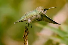 Photo of a hummingbird in flight.