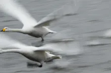 Photo of whooper swans flying.