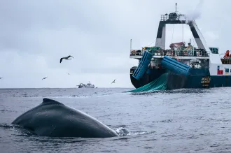 Photo of a humpback whale breaching from the ocean next to a large boat.