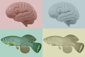 Graphic collage of brains and fish.