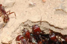 Photo of ants.