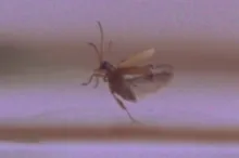 Screenshot from video of beetle moving on water.