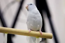 Screenshot image of a white parrotlet resting on a perch.