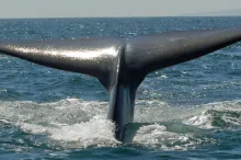 Photo of a blue whale.