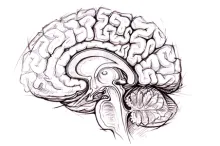 Graphic of a sketch of the human brain.
