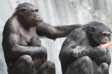 Photo of chimpanzees.