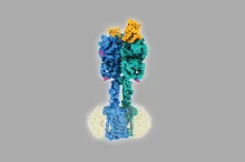 Graphic image of a CryoEM reconstruction of a protein in different colors, on a gray background