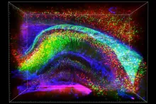 Screenshot from a fly-through video of a rodent brain, courtesy of the Deisseroth lab.