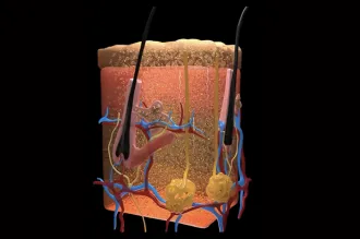 Image showing a cross-section of skin with vessels and hair follicles, showing dye moving through.